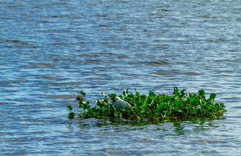 Theory to Collective Action